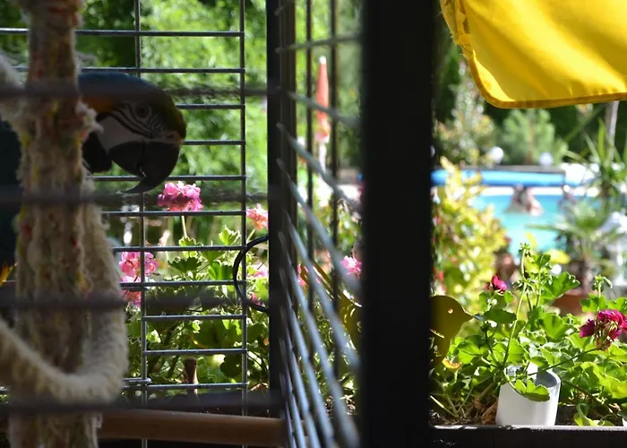 Daire Katica Vendeghaz