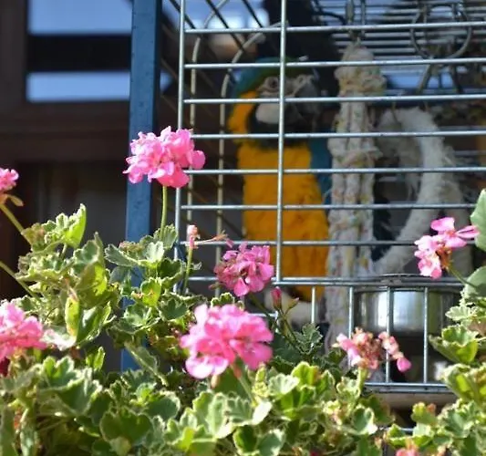 Daire Katica Vendeghaz